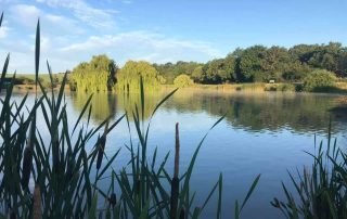 Photo of lake behind grass
