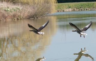 Birds flying over the lake