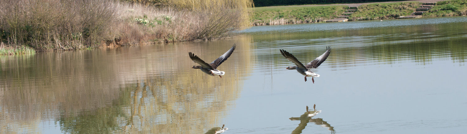 Birds flying over the lake