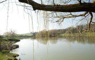Picture of lake behind a tree