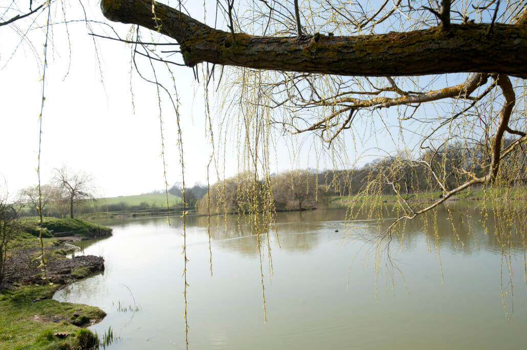 Picture of lake behind a tree